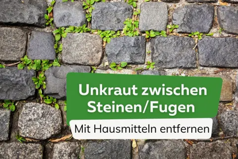 Unkraut in Pflasterfugen stört? Hier sind die besten hausmittel gegen unkraut in fugen, um Ihre Wege wieder sauber zu bekommen.