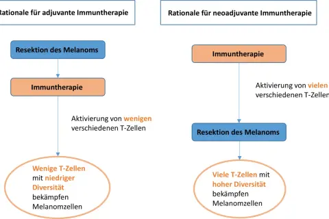 Schema vergleicht adjuvante und neoadjuvante Immuntherapie bei Melanomen. Adjuvant: Resektion, dann Immuntherapie, aktiviert wenige T-Zellen.