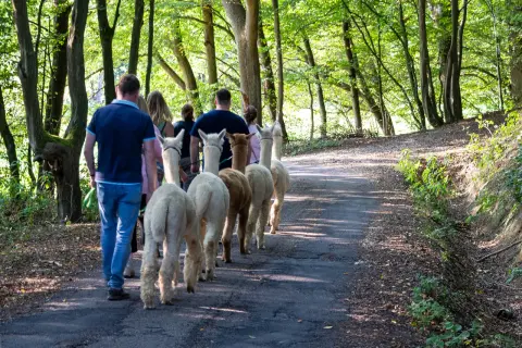 Eine Gruppe Menschen genießt eine Alpaka Wanderung in Gummersbach durch einen sonnigen Waldweg.