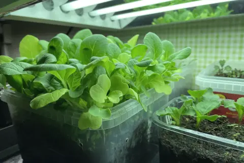 Små, gröna pak choi-plantor växer under växtbelysning. En härlig start för att odla pak choi inomhus.