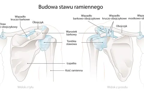 Widok z przodu i z tyłu stawu ramiennego. Obojczyk łączy łopatkę z mostkiem, tworząc staw.