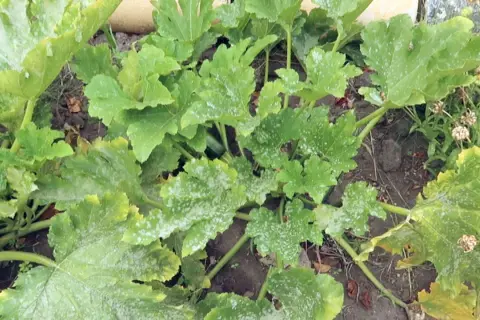 Zucchini-Pflanze mit mehltaubefallenen Blättern. Weiße Flecken bedecken die grünen Blätter, ein Zeichen für den **Mehltau an Zucchini**.