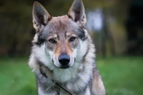 Un perro lobo checoslovaco, con su mirada penetrante, posa en un entorno hogareño, rodeado de naturaleza.