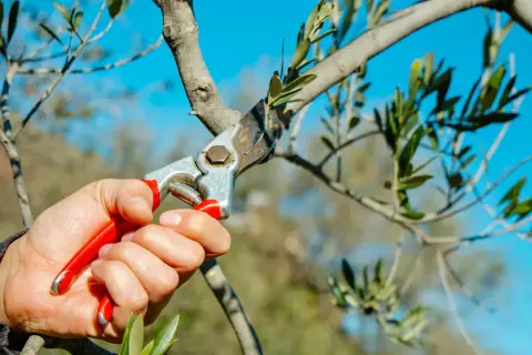 Hand mit Gartenschere schneidet Ast eines Olivenbaums. Der blaue Himmel bildet den Hintergrund.