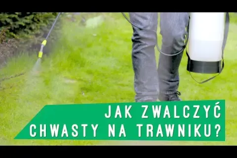 Płożące chwasty na trawniku: jak zwalczyć i zapobiec nawrotom?