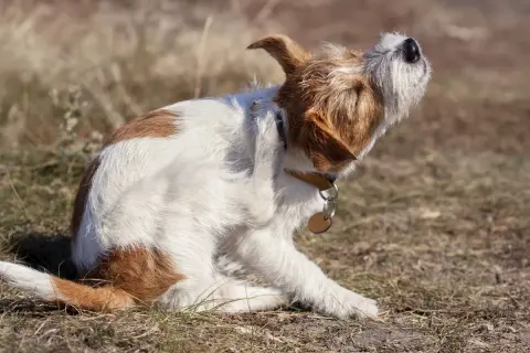 Ein Hund mit braun-weißer Fellzeichnung kratzt sich am Ohr. Möglicherweise ist das Kratzen psychisch bedingt, da er so intensiv juckt.