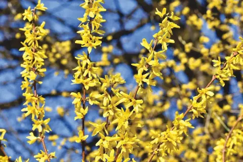 Żółte kwiaty forsycji na tle błękitnego nieba. Kiedy sadzić forsycję? Najlepiej wiosną lub jesienią.