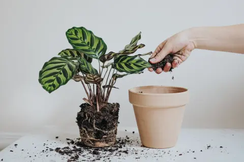 En hand lägger jord runt en växt med stora, randiga blad. Det är dags att plantera om blommor för att ge dem mer utrymme att växa.