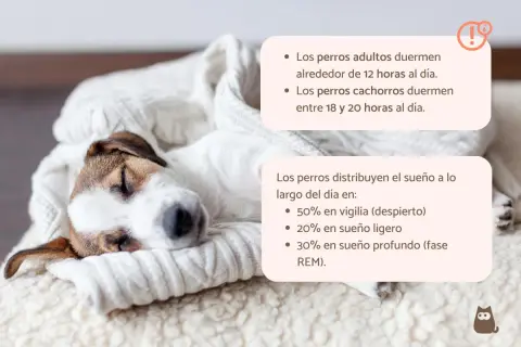 Un cachorro de 2 meses duerme entre 18 y 20 horas al día, como este adorable perrito envuelto en una manta.