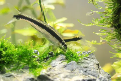 Un poisson mangeur d'algues, avec une bande noire sur le flanc, se nourrit dans un aquarium verdoyant.