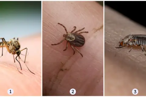 Zbliżenia na komary w Polsce, kleszcza i muchę na ludzkiej skórze. Uważaj na te owady latem!