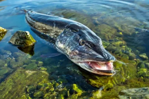 Ein Hecht mit geöffnetem Maul liegt im flachen, grünen Salzwasser.