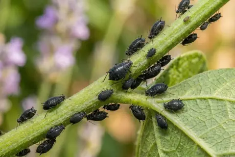 Gros plan sur une tige verte envahie par des pucerons noirs. Un vrai défi pour le traitement puceron.