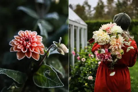 Frostig dahlia i kruka, redo att klippa ner. En person i röd klänning bär en bukett av dahlior.