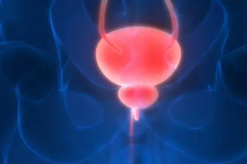 Anatomia układu moczowego, pęcherz i cewka moczowa. Wizualizacja do badania urodynamicznego.