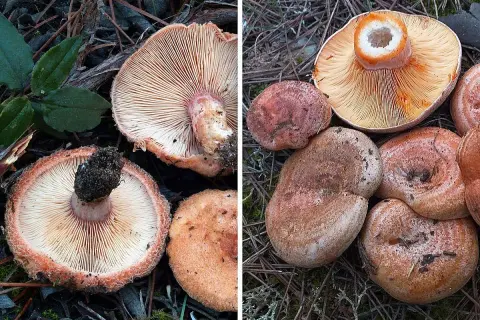 Níscalos o niscalos, setas con láminas anaranjadas y sombreros rojizos y marrones, algunas con el centro hueco.