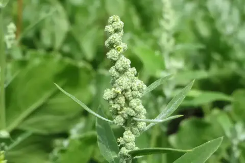 Kwiatostan komosy białej, pospolitego chwastu zbożowego, z zielonymi, drobnymi kuleczkami nasion.
