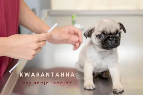 Mały mopsik na stole weterynaryjnym, obok ręce przygotowujące zastrzyk. Czy to kwarantanna szczeniaka, czy czas na socjalizację?