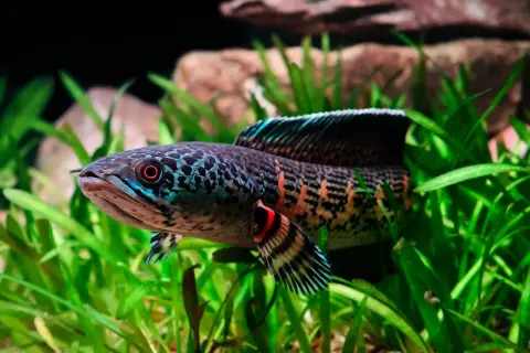 Poisson serpent d'eau douce aux couleurs vives, nageant dans des plantes aquatiques. Un test nitrate est nécessaire pour son bien-être.