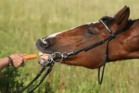 Koń z wielką chęcią chrupie marchewkę. To pokazuje, co jedzą konie, gdy dostają smakołyk.