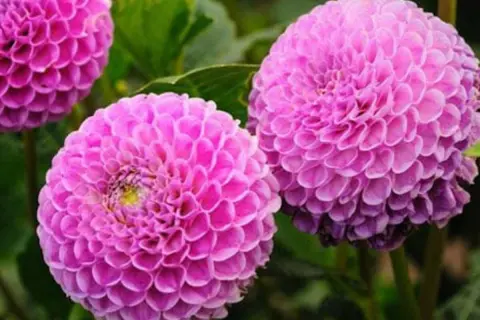 Magnifiques dahlias roses, parfaits pour savoir que planter en avril fleurs. Leurs pétales denses évoquent des pompons.