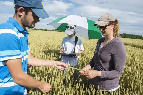 Trois personnes examinent une tige de blé dans un champ, un projet de recherche agricole en cours.