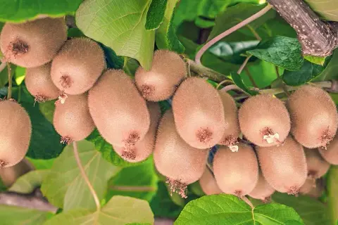Sadzenie mini kiwi: Kompletny poradnik krok po kroku dla ogrodników
