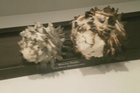 Dos caracolas expuestas en el museo del mar (la guardia). Una es Murex Radix Pacifico Americano.