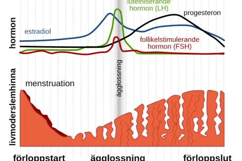 Graf över hormonnivåer och livmoderslemhinnan under menscykeln. Kan vara svårt att bli gravid trots regelbunden mens om hormonerna inte samspelar rätt.