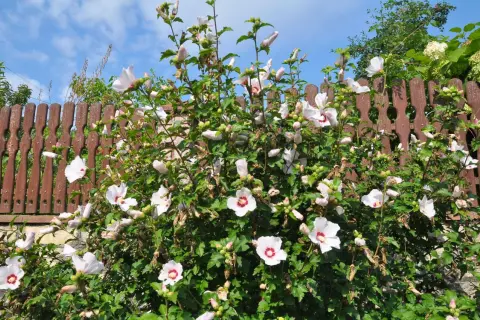 Piękny hibiskus w ogrodzie, z białymi kwiatami i czerwonymi środkami, kwitnie obficie na tle drewnianego płotu i błękitnego nieba.
