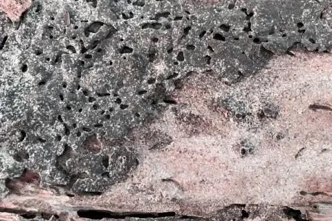 Un insecte termite ronge le bois, laissant des tunnels et des galeries. La texture du bois est criblée de trous.