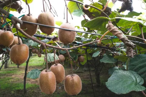 Gros fruits du kiwi pendent d'un kiwi arbre, prêts à être récoltés.