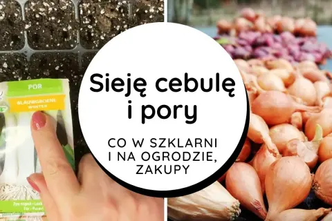 Jak siać cebulę z nasion - proste kroki do udanej uprawy
