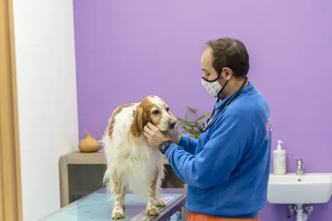 Veterinario esamina un cane con possibili problemi neurologici. Il cane è bianco e marrone, il veterinario indossa una mascherina e un camice blu.