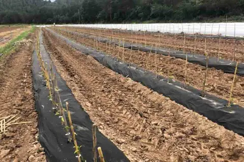 Cuándo plantar tomates en Galicia para asegurar una cosecha exitosa