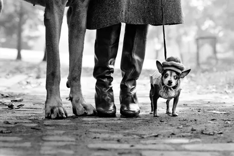 Un cane piccolo con cappello e maglione, accanto alle gambe di una persona e a un cane grande. Un classico scatto di elliott erwitt dogs.