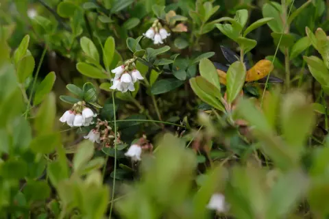 Piccoli fiori bianchi a campanella del mirtillo, delicati e nascosti tra le foglie verdi.