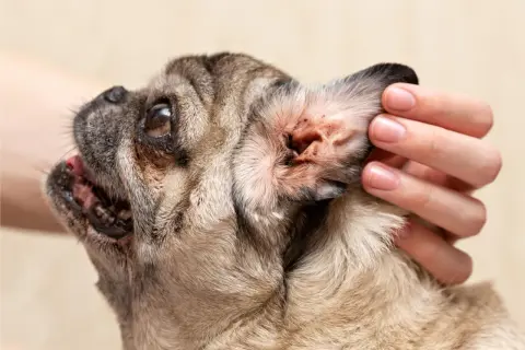 Close-up of a pug's ear, showing redness and debris, prompting the question: why does my dog keep getting ear infections?