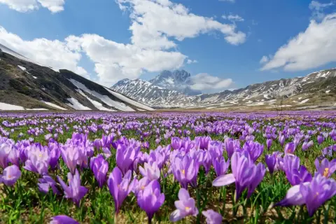 Un prato fiorito di crochi viola si estende ai piedi delle montagne innevate del Gran Sasso, un incantevole cammino nella natura.