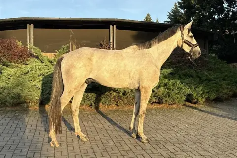 Jasny, smukły polski koń sportowy w brązowej uzdzie, stoi na brukowanym podwórku przed stajnią.