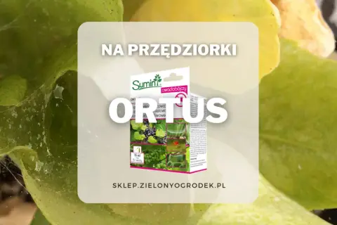 Zwalcz przędziorki na roślinach z pomocą ORTUS. Opakowanie środka ochrony roślin na tle liści.
