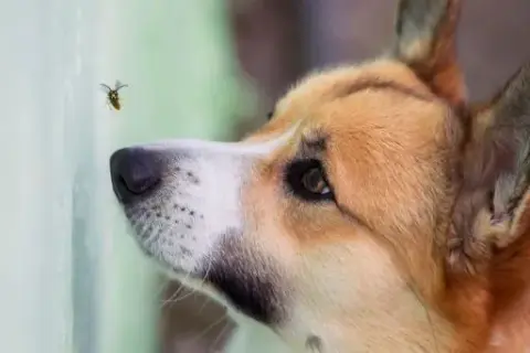 Cómo actuar si a mi perro le ha picado una avispa para evitar complicaciones