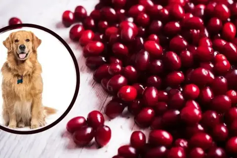 Uśmiechnięty golden retriever obok garści czerwonych owoców. Czy żurawina dla psa to dobry pomysł?