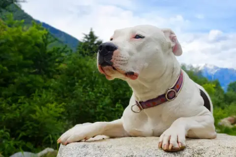 Un adorable dogo argentino bebe, con su collar morado, descansa sobre una roca, contemplando el paisaje montañoso.