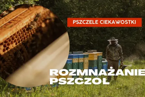 Jak pszczoły się rozmnażają? Odkryj fascynujące metody ich rozmnażania