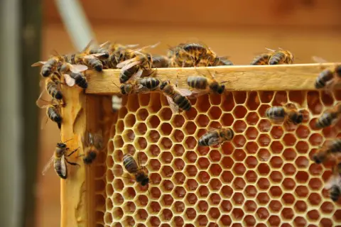 Jak zażywać propolis: skuteczne metody i dawkowanie dla zdrowia