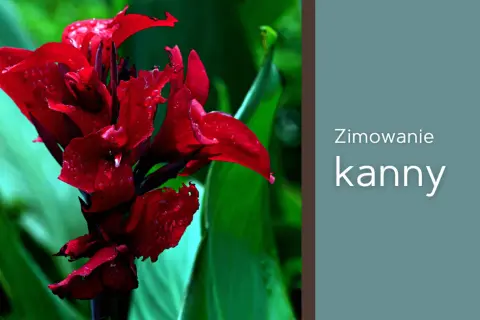 Intensywnie czerwony kwiat kanny z kroplami deszczu. Tekst: "Zimowanie kanny".