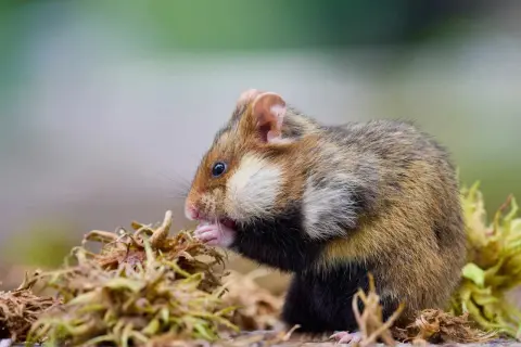 Chomik syryjski zajada się przysmakami. Poznaj ciekawostki o chomikach i ich niezwykłych zwyczajach żywieniowych.