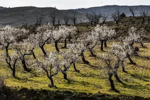 Un mirador de los almendros en flor, con árboles blancos cubriendo una ladera verde. Al fondo, colinas oscuras y molinos de viento.