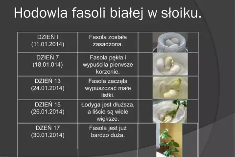 Hodowla fasoli w słoiku: Kompletny poradnik krok po kroku